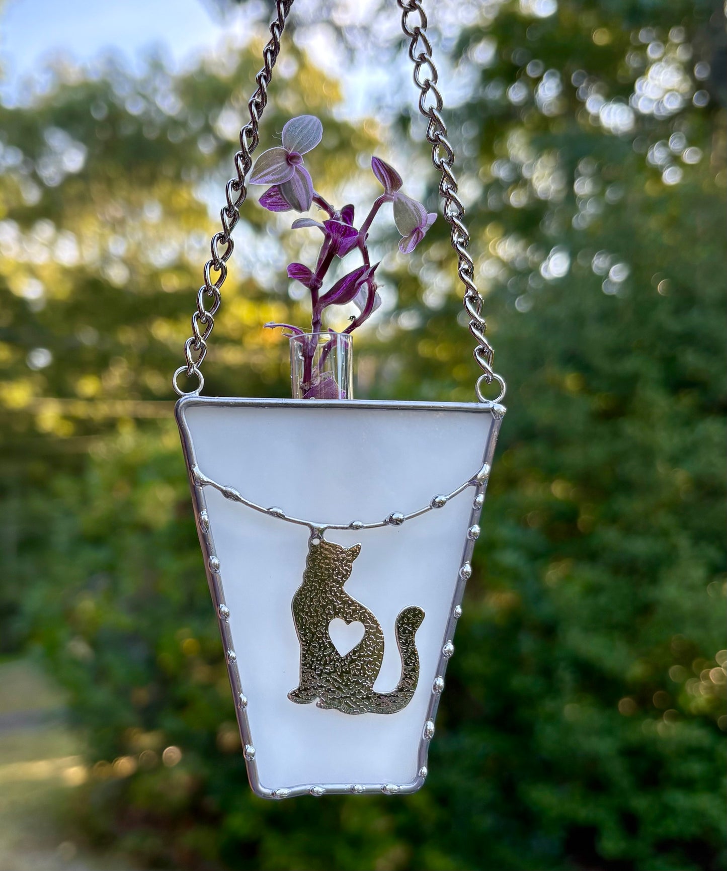 Plant Propagation - Cat Charm