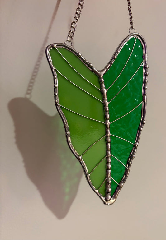 Alocasia - My SoilMate