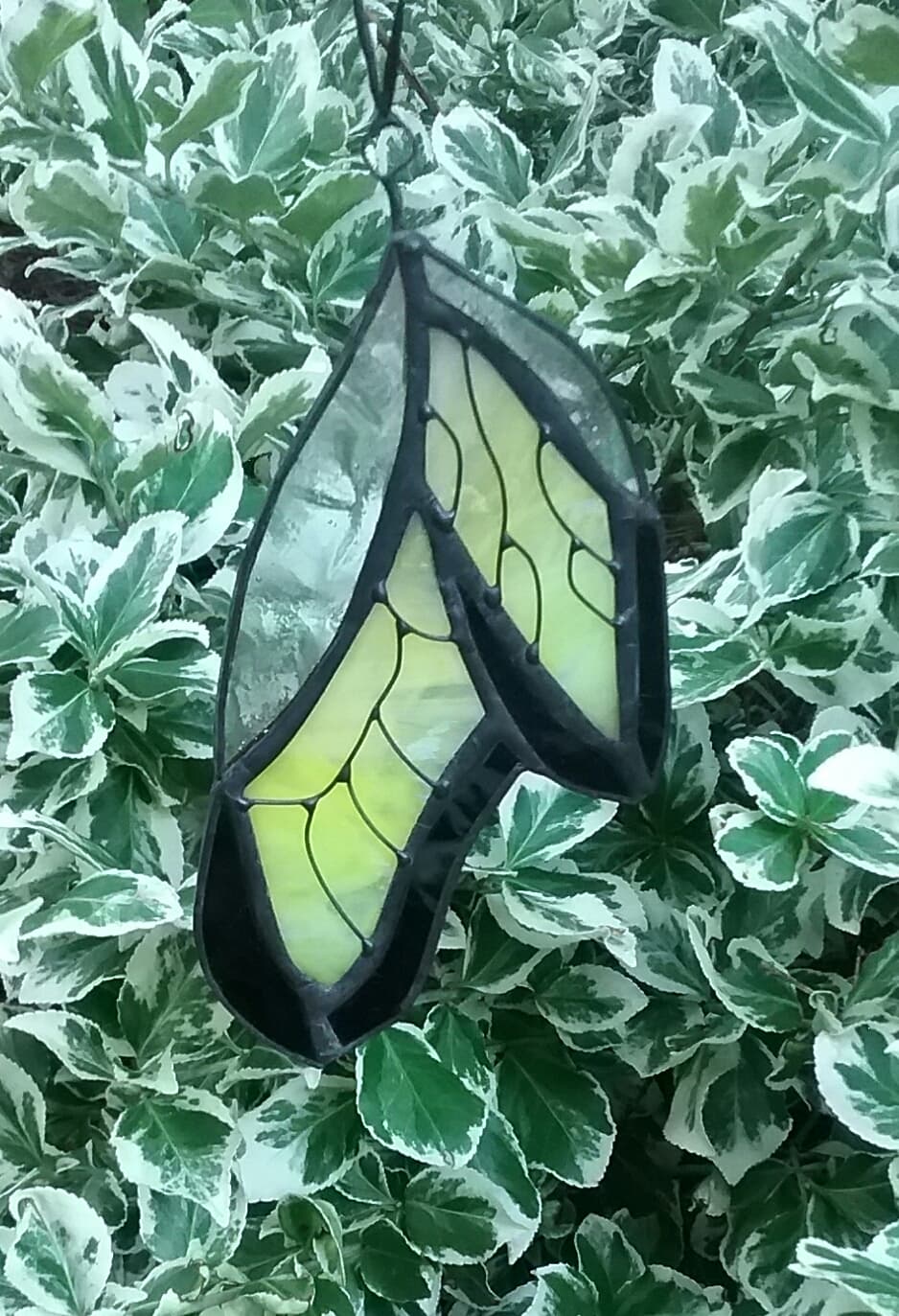 Emergence - Yellow Swallowtail Butterfly Chrysalis